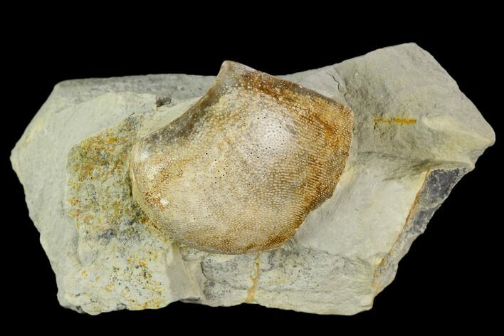 Ammonite Aptychus Fossil in Rock - Drügendorf, Germany #125451
